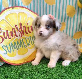 Mini Aussie