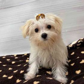 Morkie