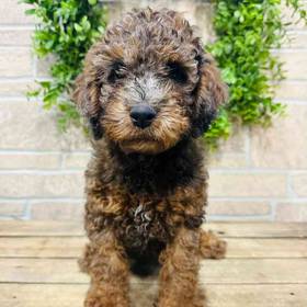 Mini Goldendoodle