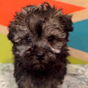 Havanese