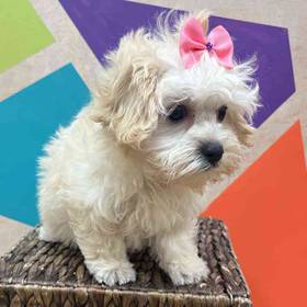 Maltipoo