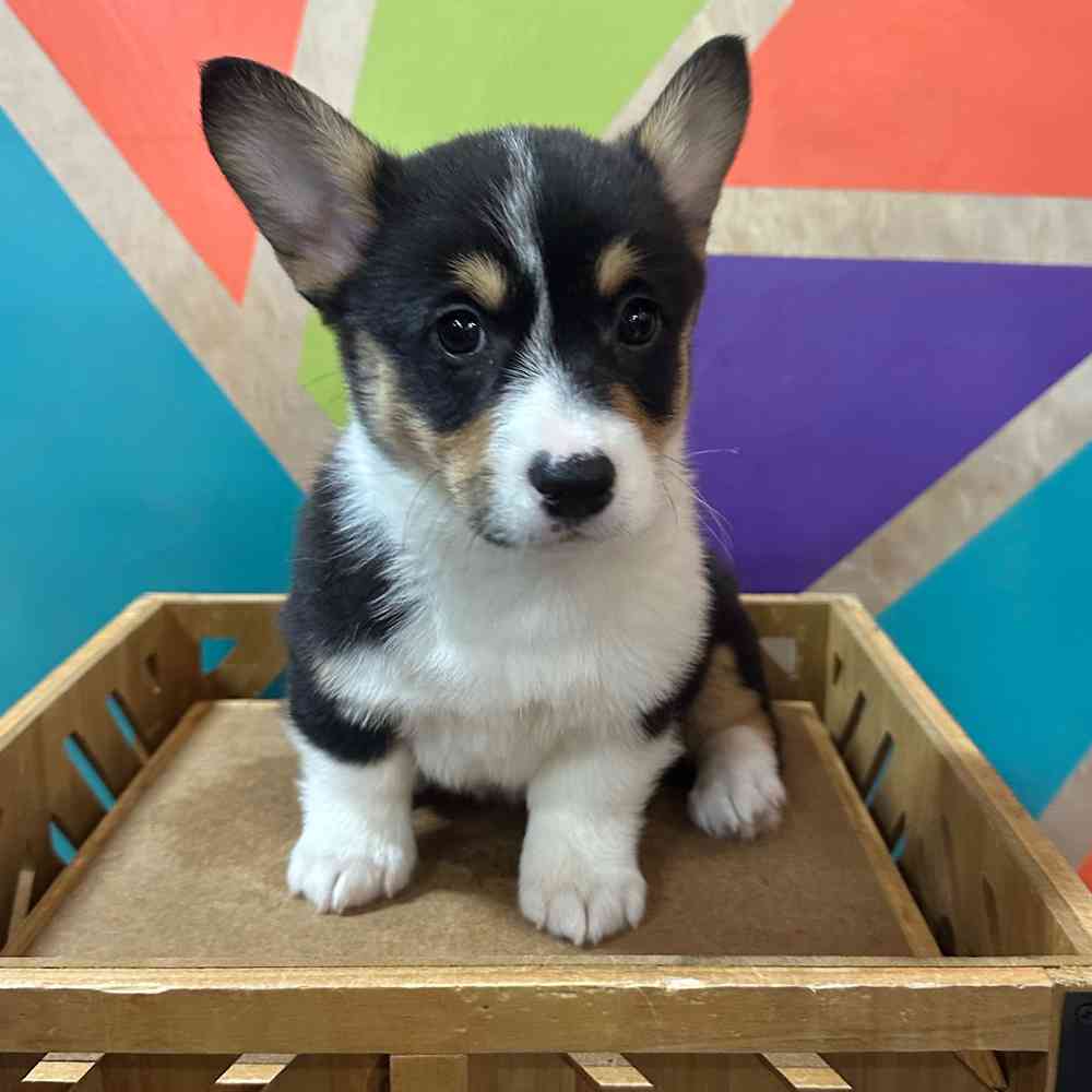 carousel pet images