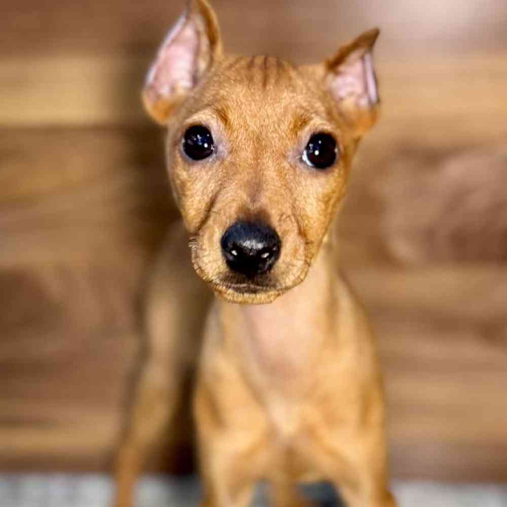 Image of a pet breed in the gallery
