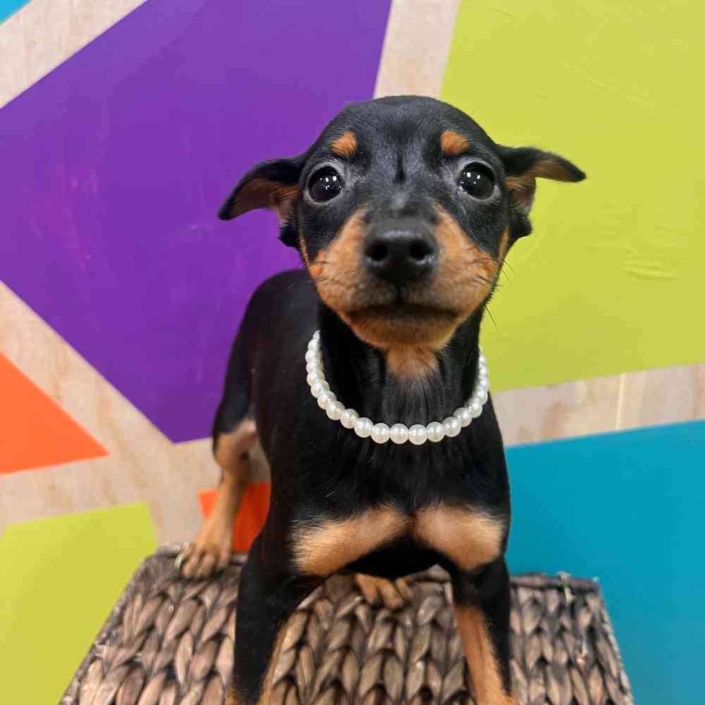 carousel pet images