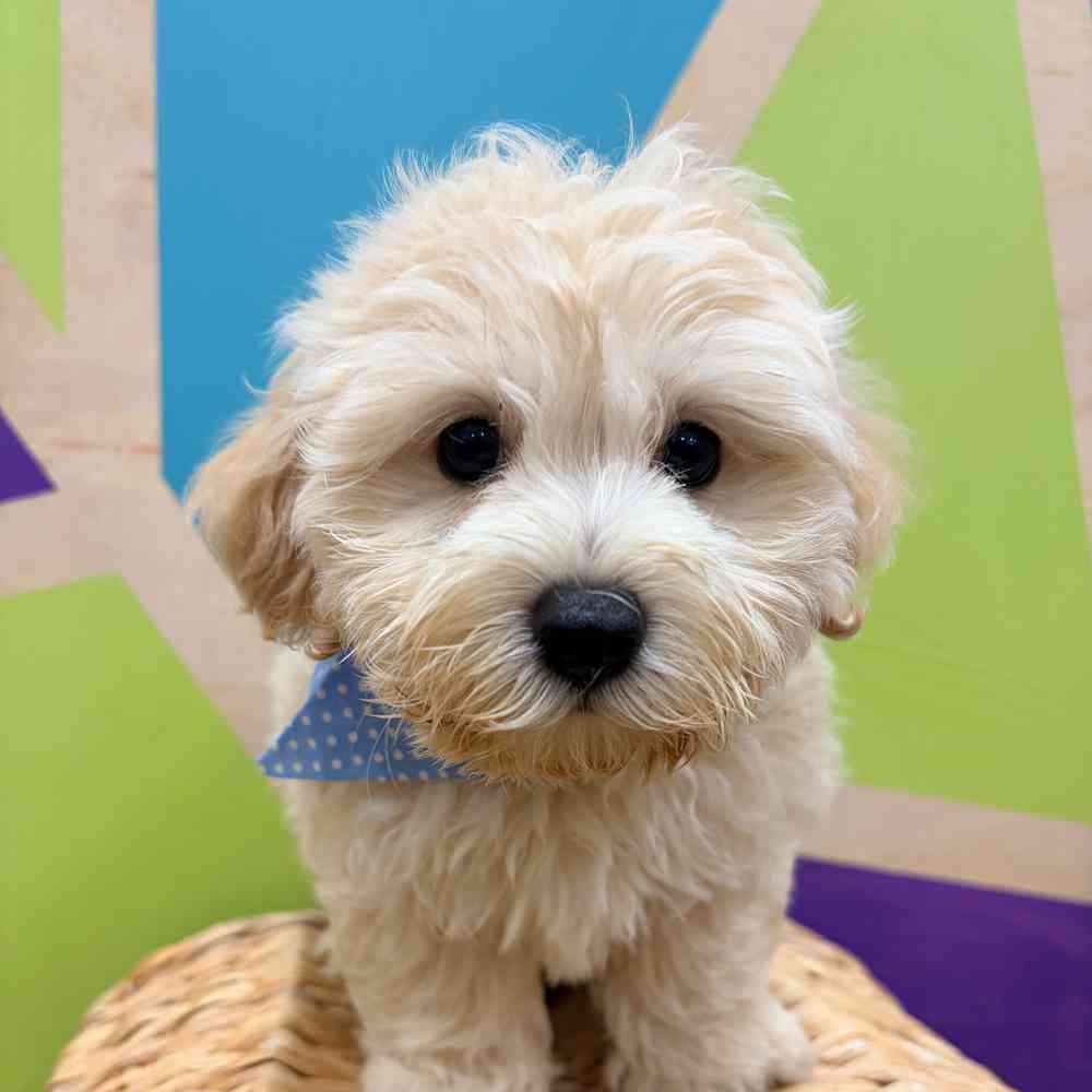 Image of a pet breed in the gallery