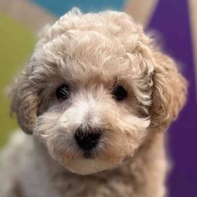 BichonPoo
