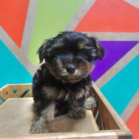 Yorkie