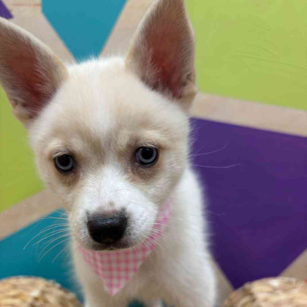 Image of a pet breed in the gallery