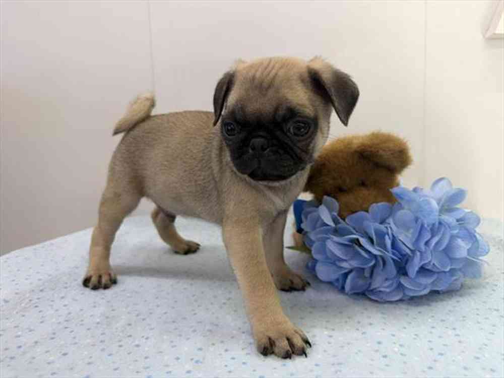 Image of a pet breed in the gallery