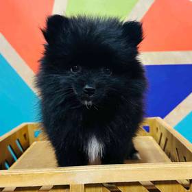 Pomeranian