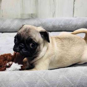 Pug