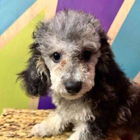 Mini Poodle