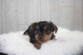 Silky Terrier