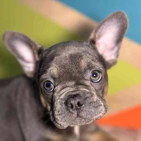French Bulldog