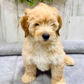 Mini Goldendoodle