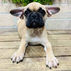 French Bulldog