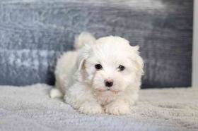 Maltese