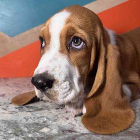 Basset Hound