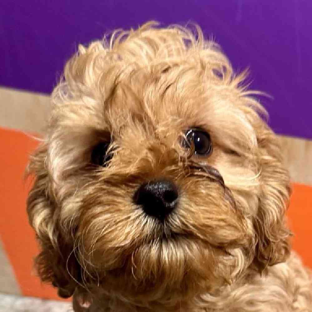 Image of a pet breed in the gallery