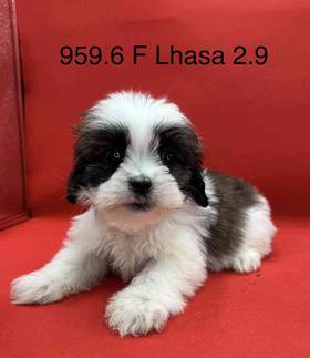 Lhasa Apso