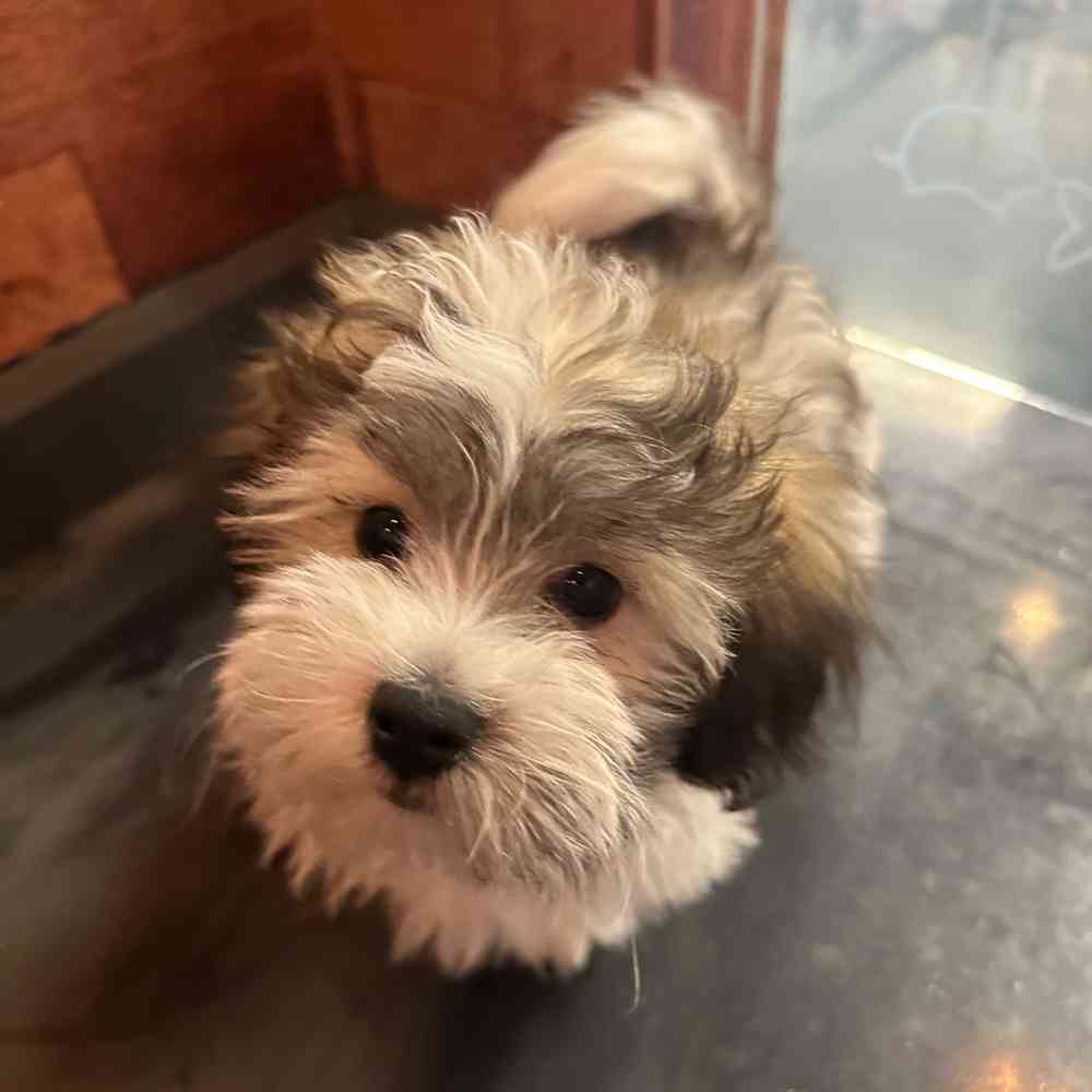 carousel pet images