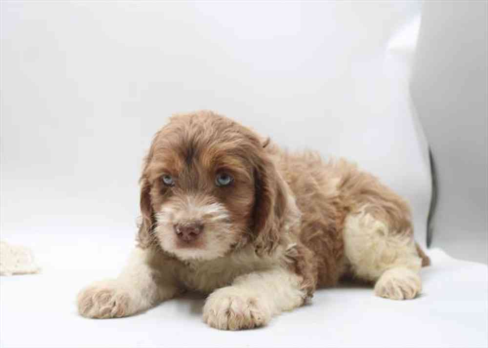 Image of a pet breed in the gallery