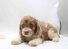 Cockapoo