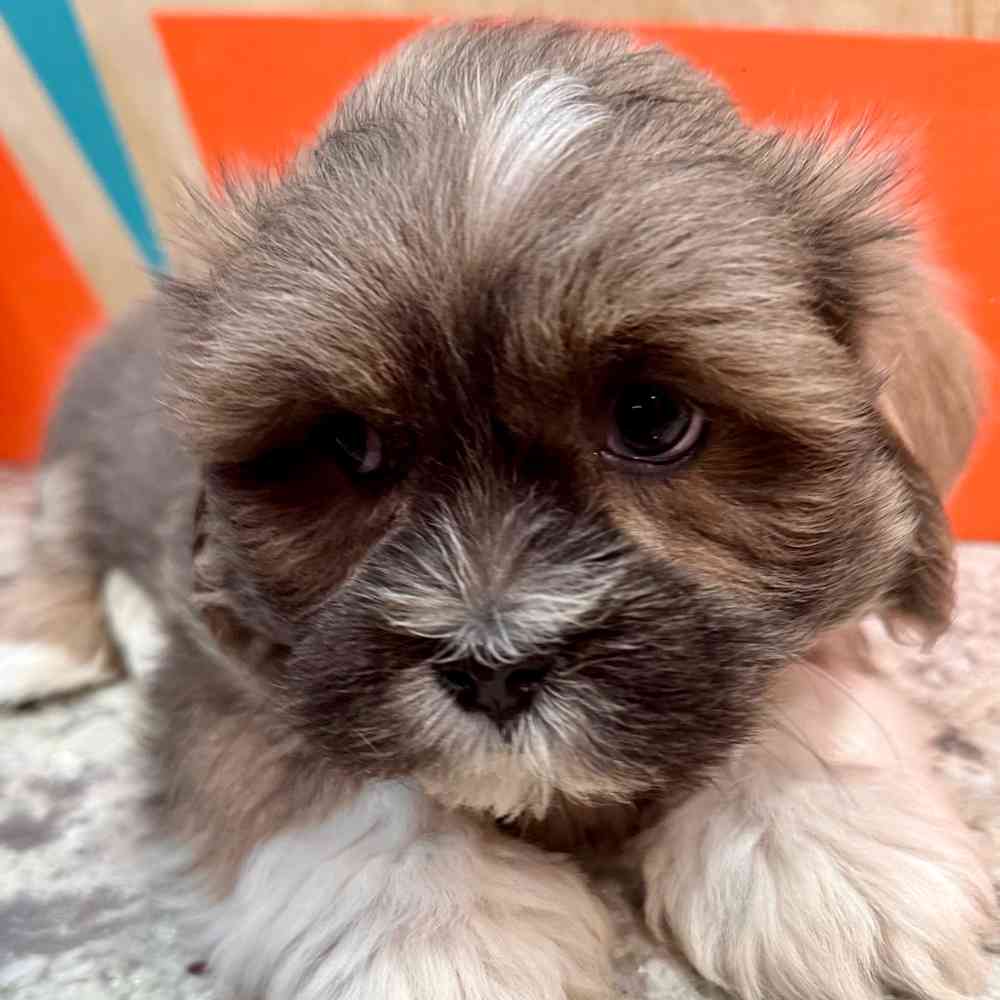 carousel pet images