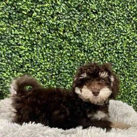 Newfoundland-Miniature Poodle