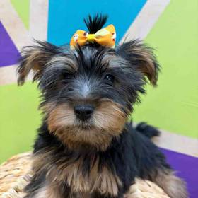 Silky Terrier