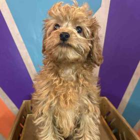 Cavapoo