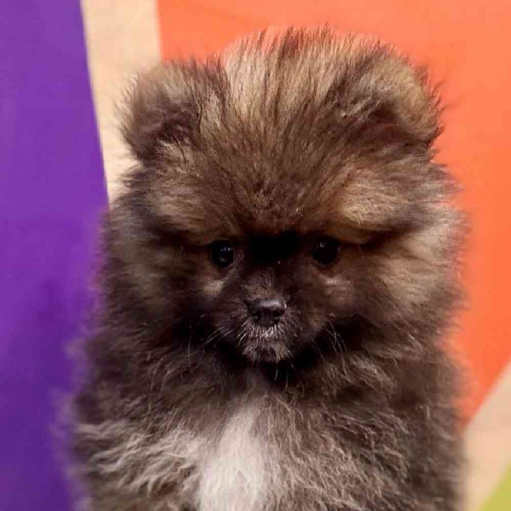 carousel pet images