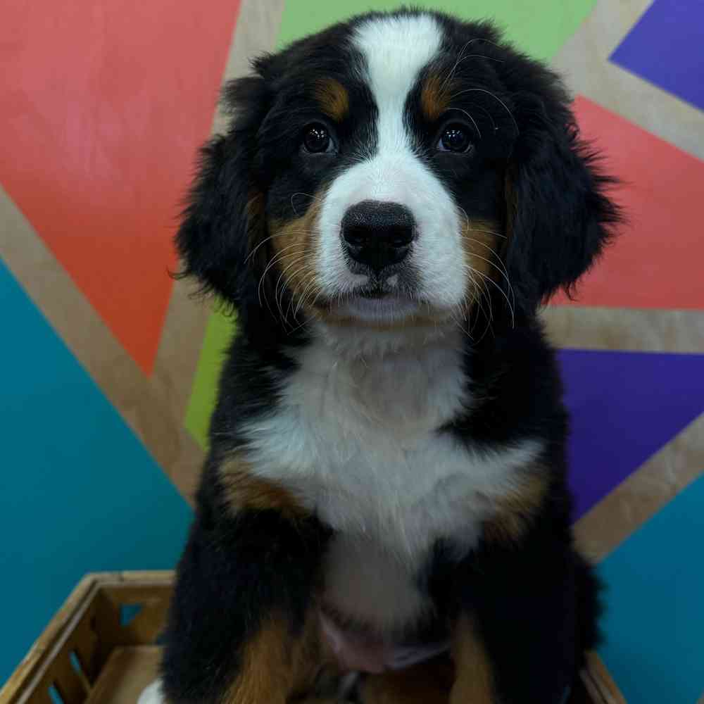Image of a pet breed in the gallery