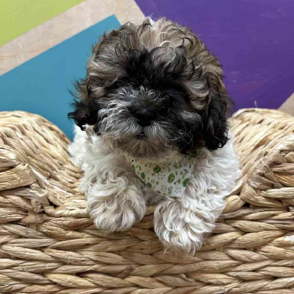 carousel pet images