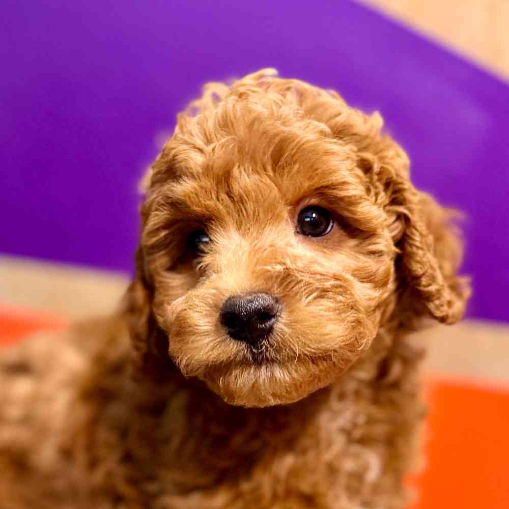 carousel pet images