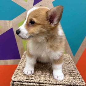 Pembroke Welsh Corgi