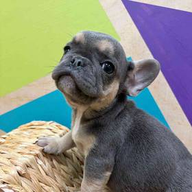 French Bulldog