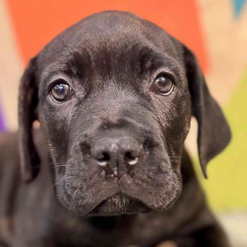Image of a pet breed in the gallery
