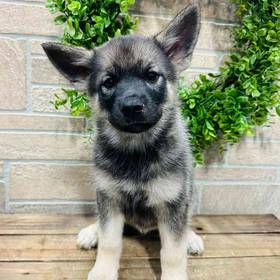 Norwegian Elkhound