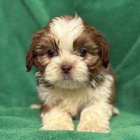 Shih Tzu