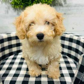 BichonPoo