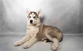 Siberian Husky