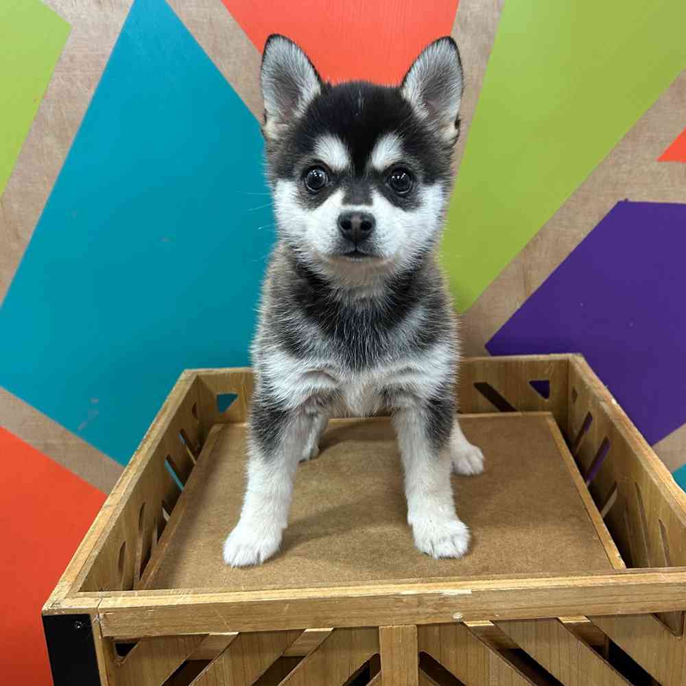 Image of a pet breed in the gallery