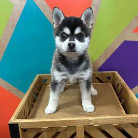 Alaskan Klee Kai