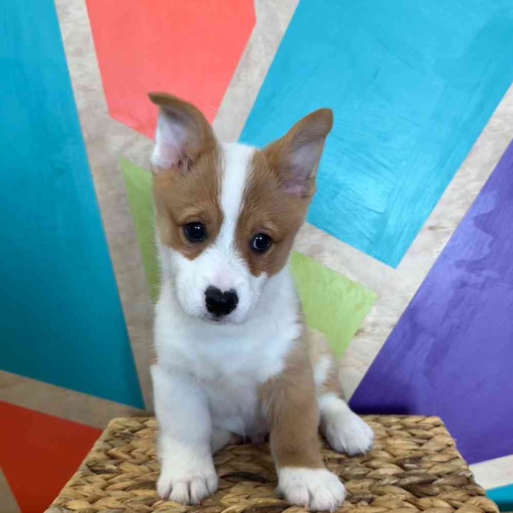 Image of a pet breed in the gallery