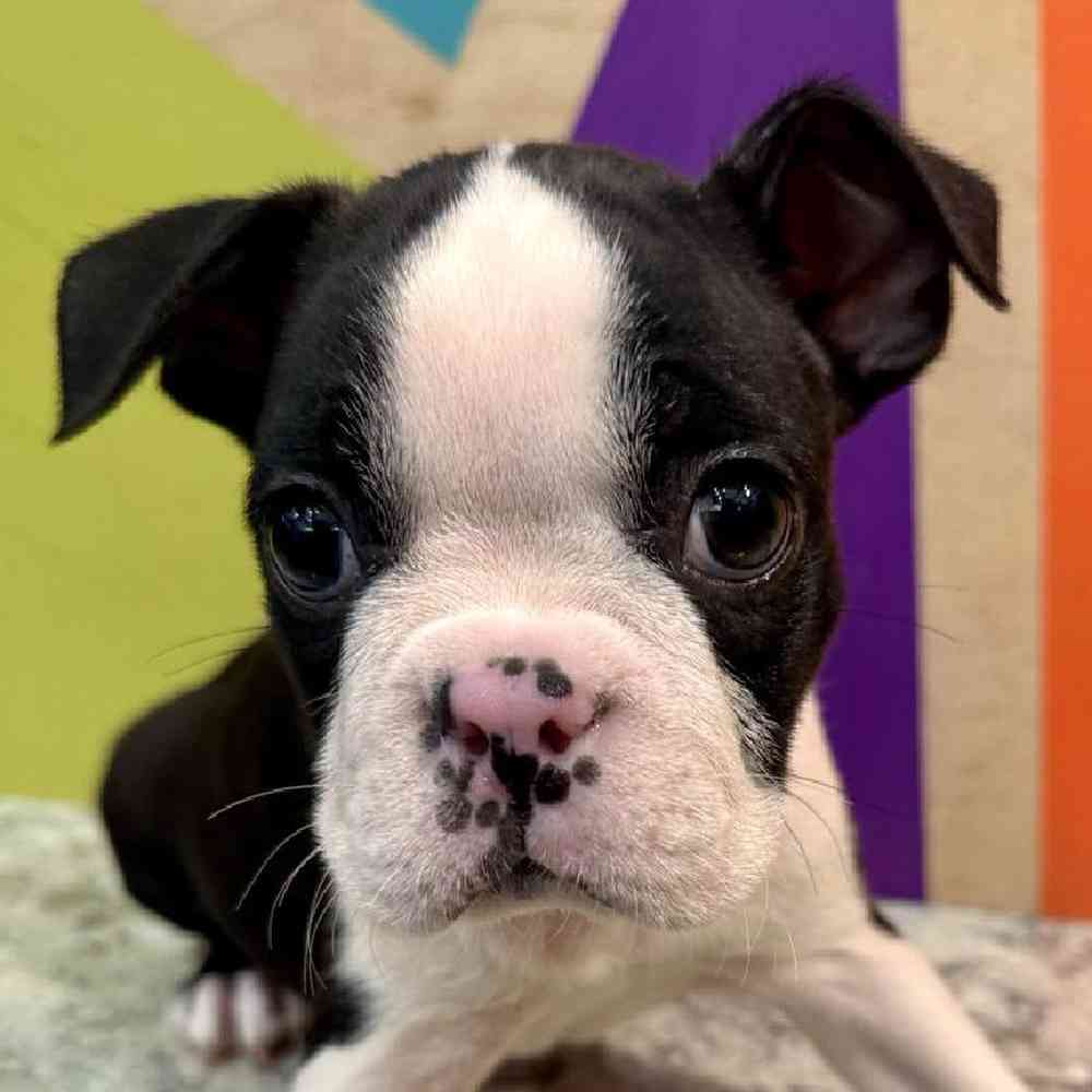 Image of a pet breed in the gallery