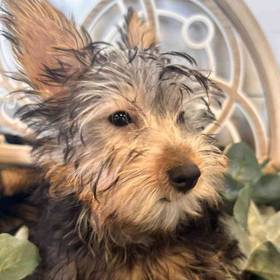 Silky Terrier