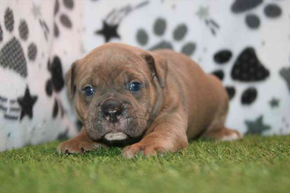 Image of a pet breed in the gallery
