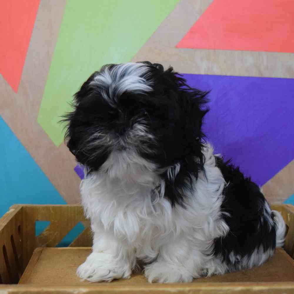 carousel pet images