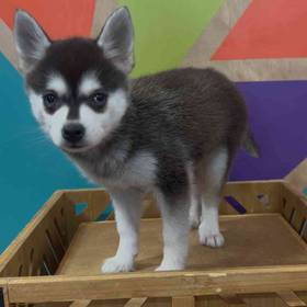 Alaskan Klee Kai